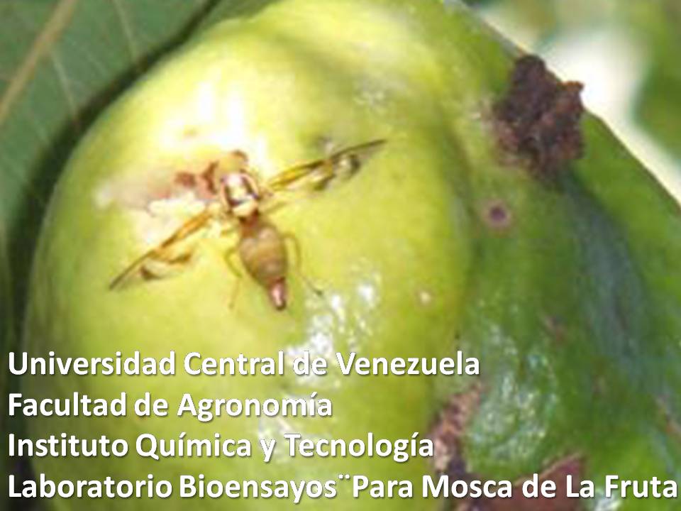 La mosca de la fruta es plaga del cultivo de guayaba